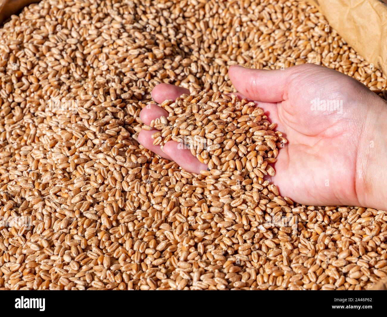 Harvest time many cereal grains Stock Photo Alamy