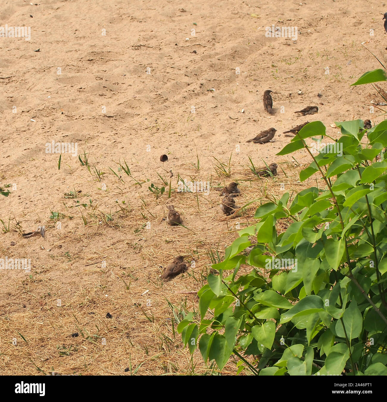 A flock of sparrows resting on the sand. Birds bathe in the sand. Wild