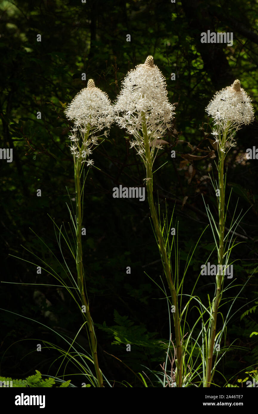 Beargrass (Xerophyllum tenax), a common wildflower in the Oregon