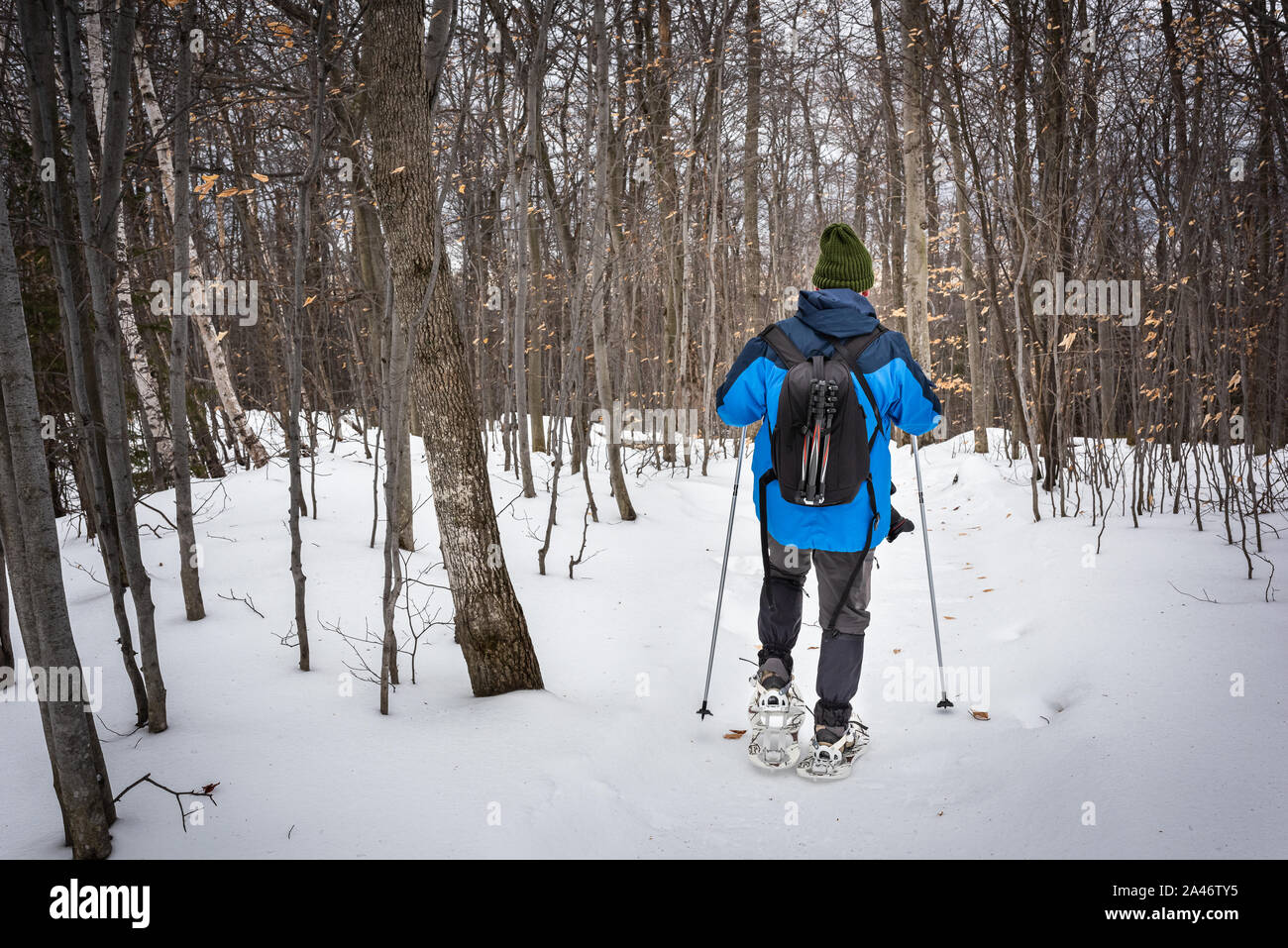 Rear-view of a man snowshoeing in the forest Stock Photo