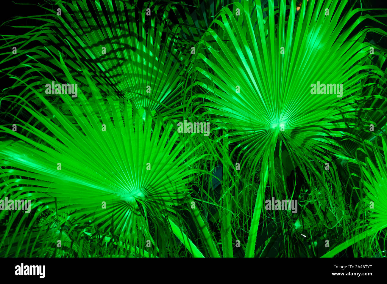 Illuminated neon green palm trees Stock Photo