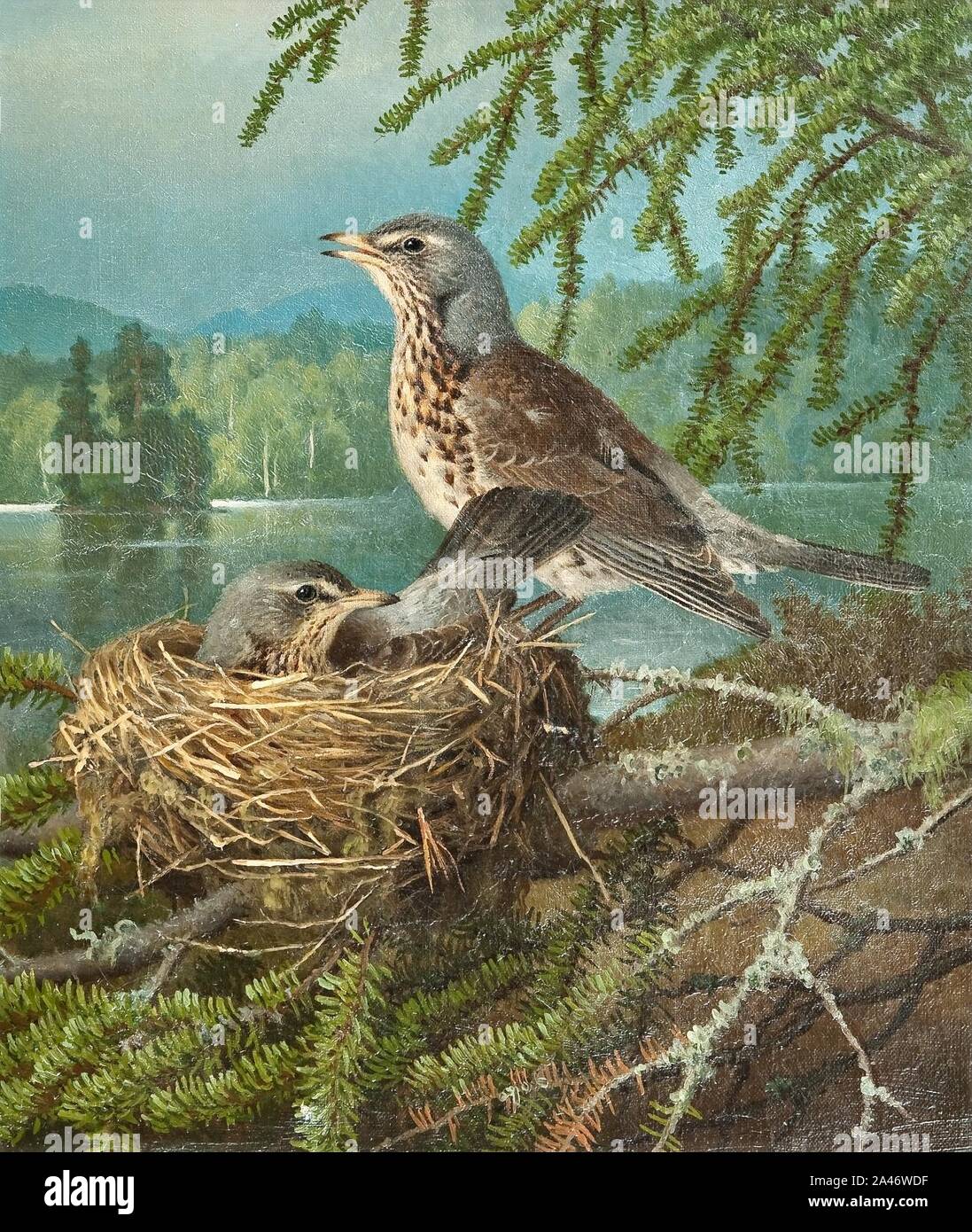 Ferdinand von Wright - Fåglar i boet. Stock Photo