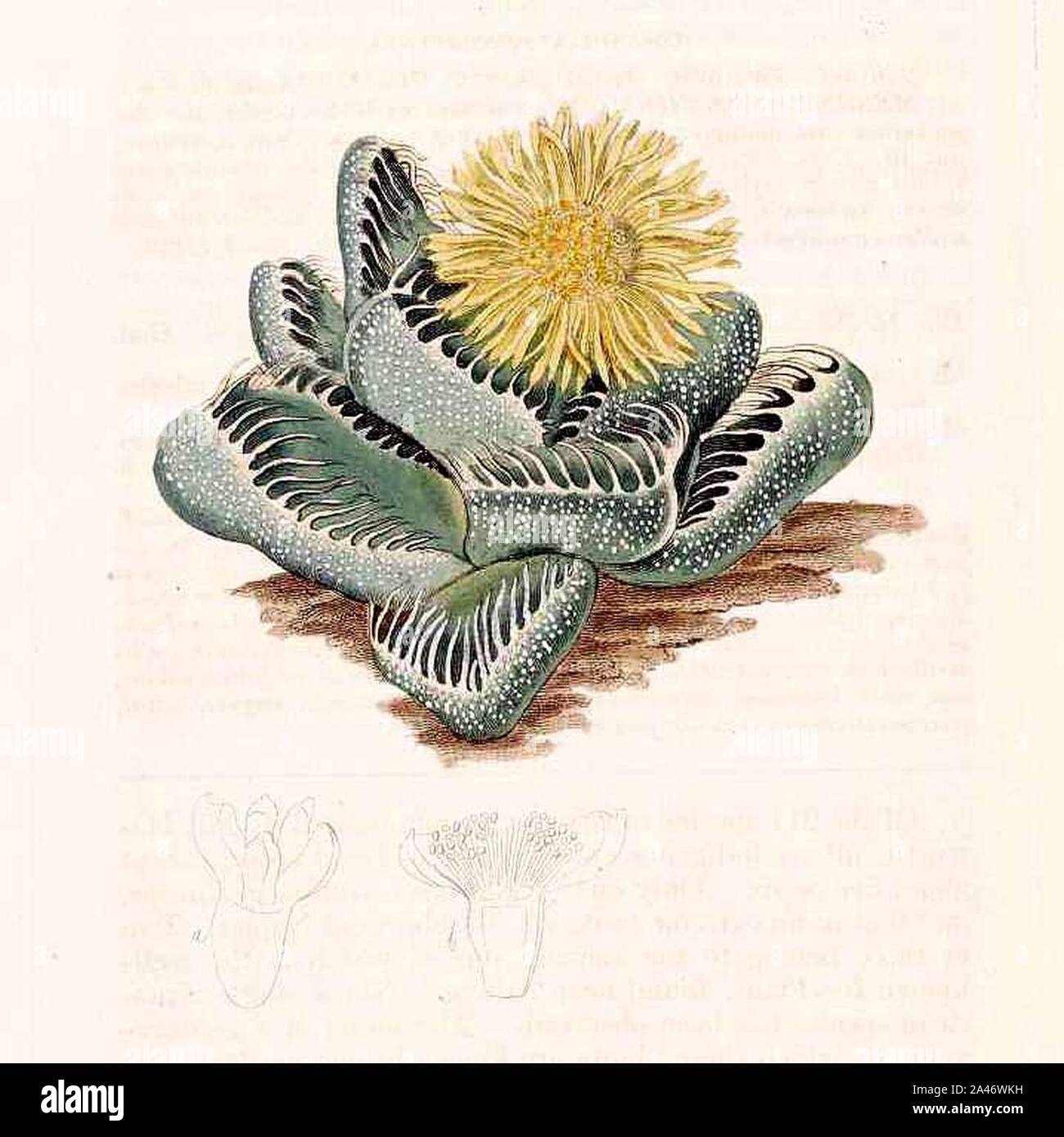 Faucaria tigrina botanical illustration. Stock Photo
