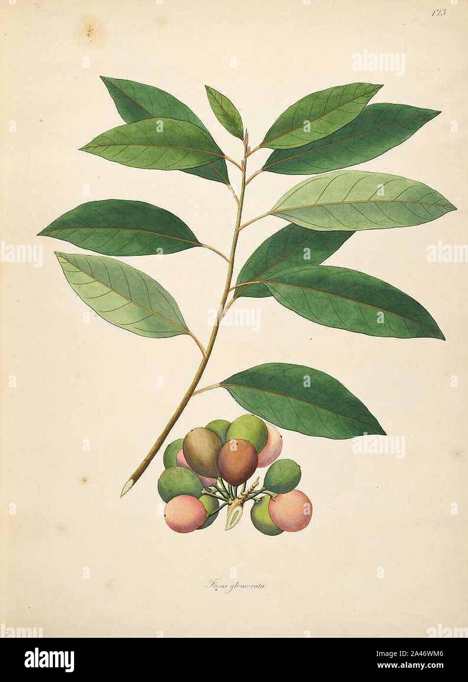 Ficus racemosa illustration Stock Photo - Alamy