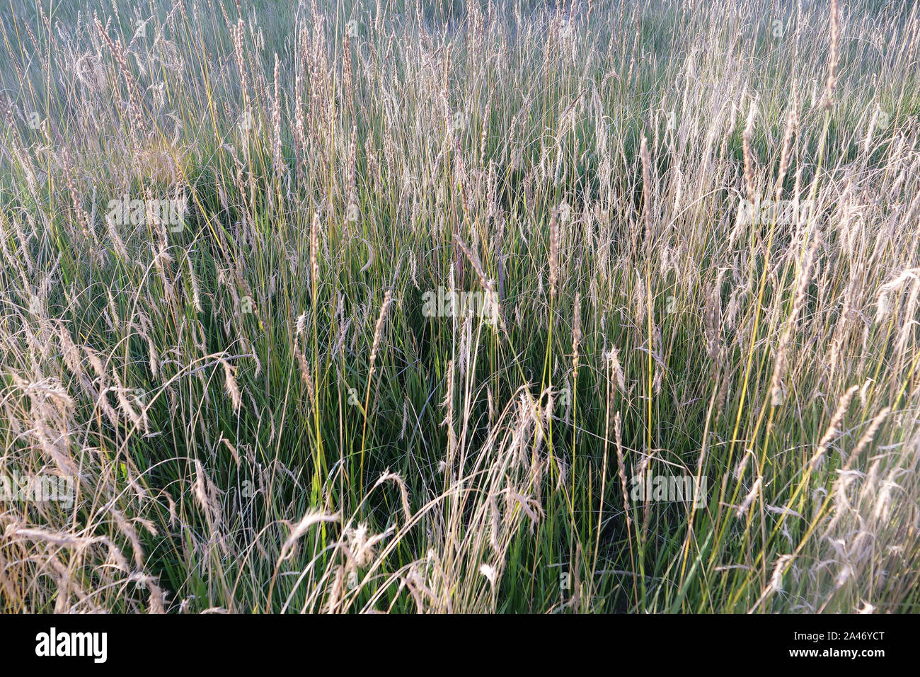 Nature grass field background in The Qilian Mountain Scenic Area Mount Drow in Qinghai China. Stock Photo