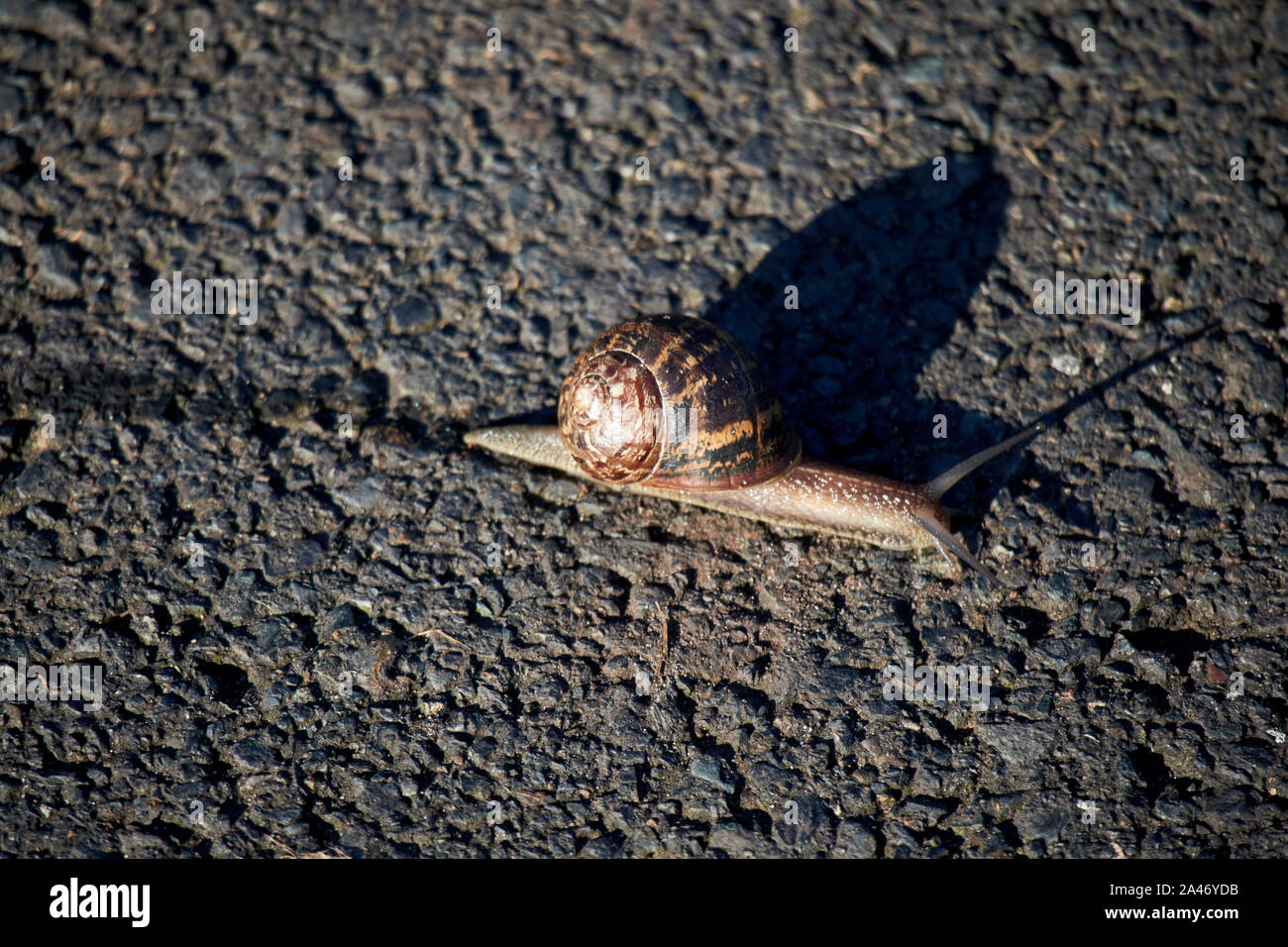 Snail trail hires stock photography and images Alamy