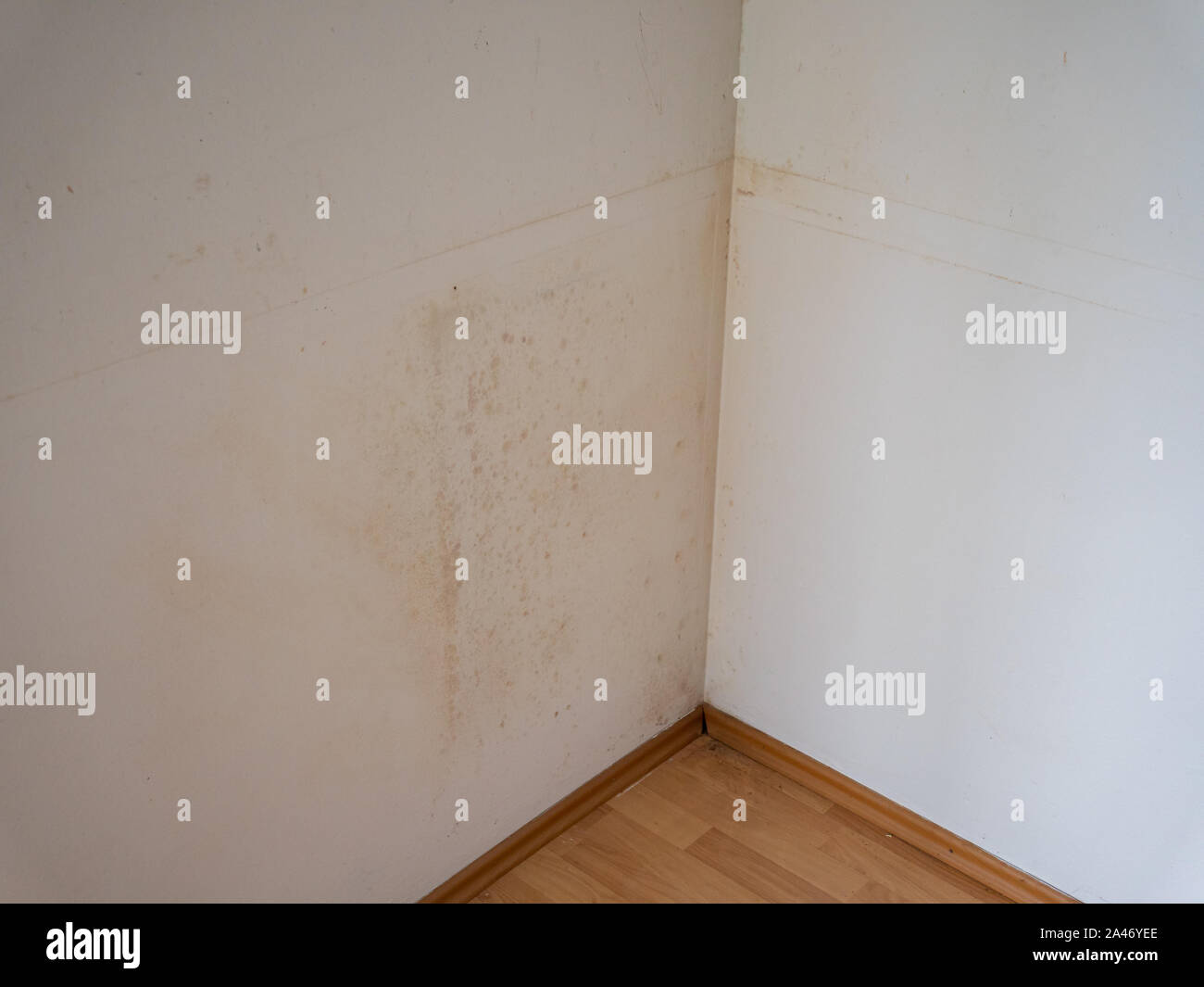 Black mold on the wallpaper Stock Photo Alamy