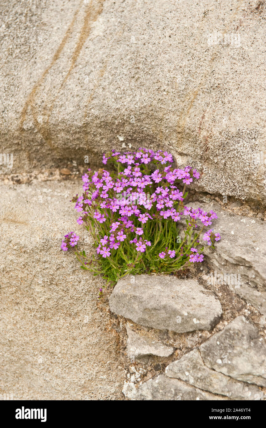 Wild flowers growing on ruined walls of Middleham Castle, Yorkshire Dales. North Yorkshire, England Stock Photo