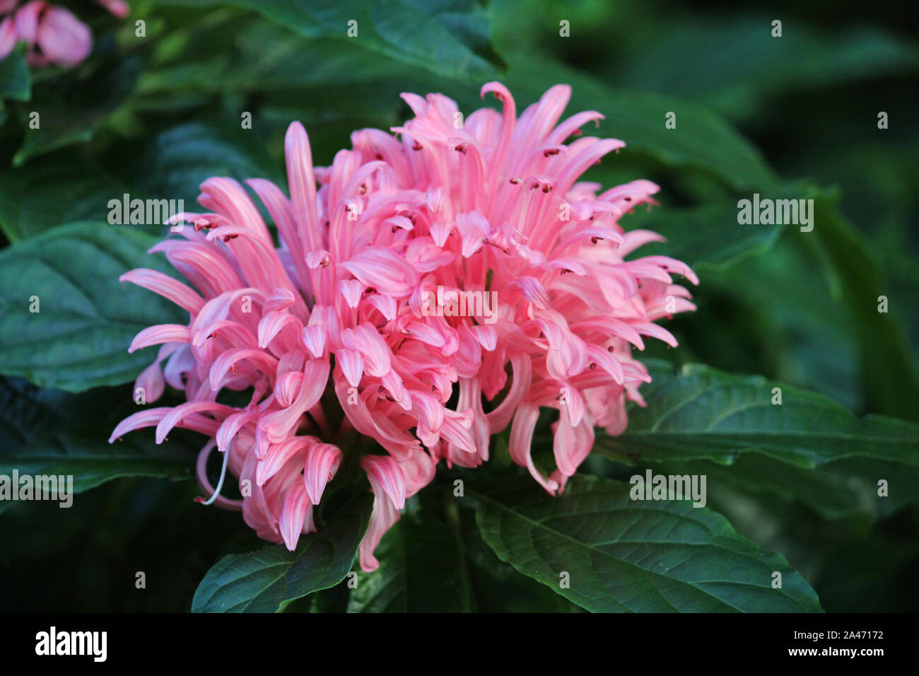 Close up of a Braziliam Plume flower in full bloom Stock Photo