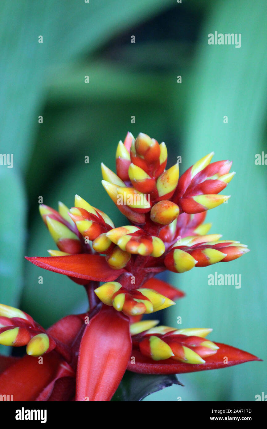 Close up of the flower of an Amazonian Zebra Plant in full bloom Stock Photo