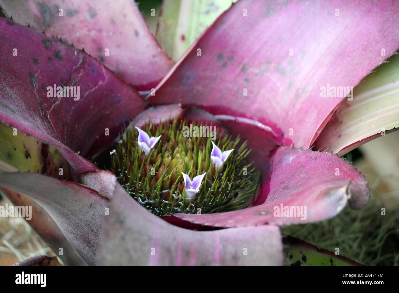 The cup area of a Silver Chalice Bromeliad plant filled with green spikes and small purple flowers Stock Photo
