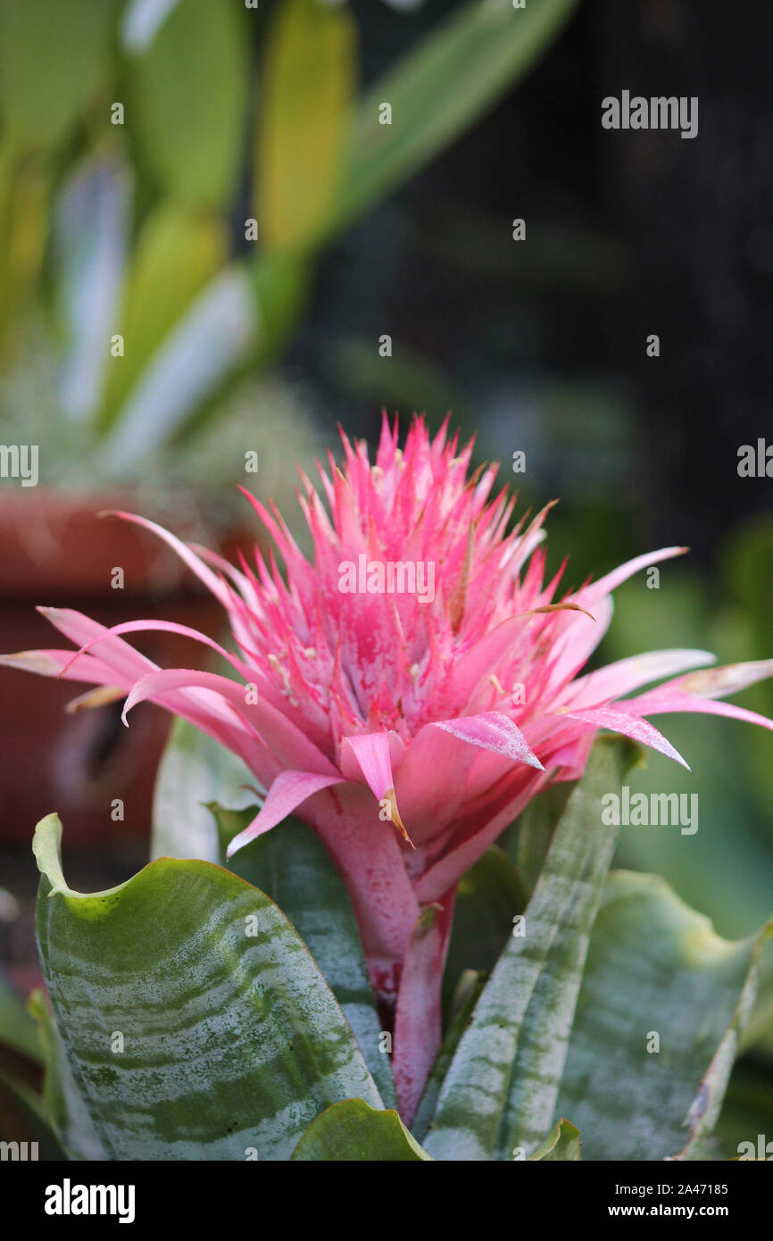 Close up of a Silver Chalice Bromeliad flower Stock Photo