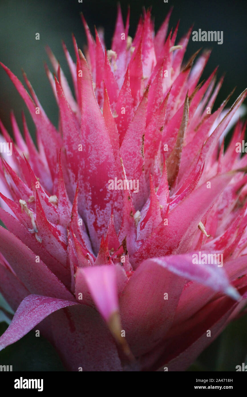 Macr shot of a Silver Chalice Bromeliad flower Stock Photo