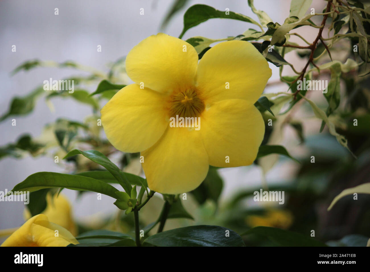 Golden trumpet flower hires stock photography and images Alamy