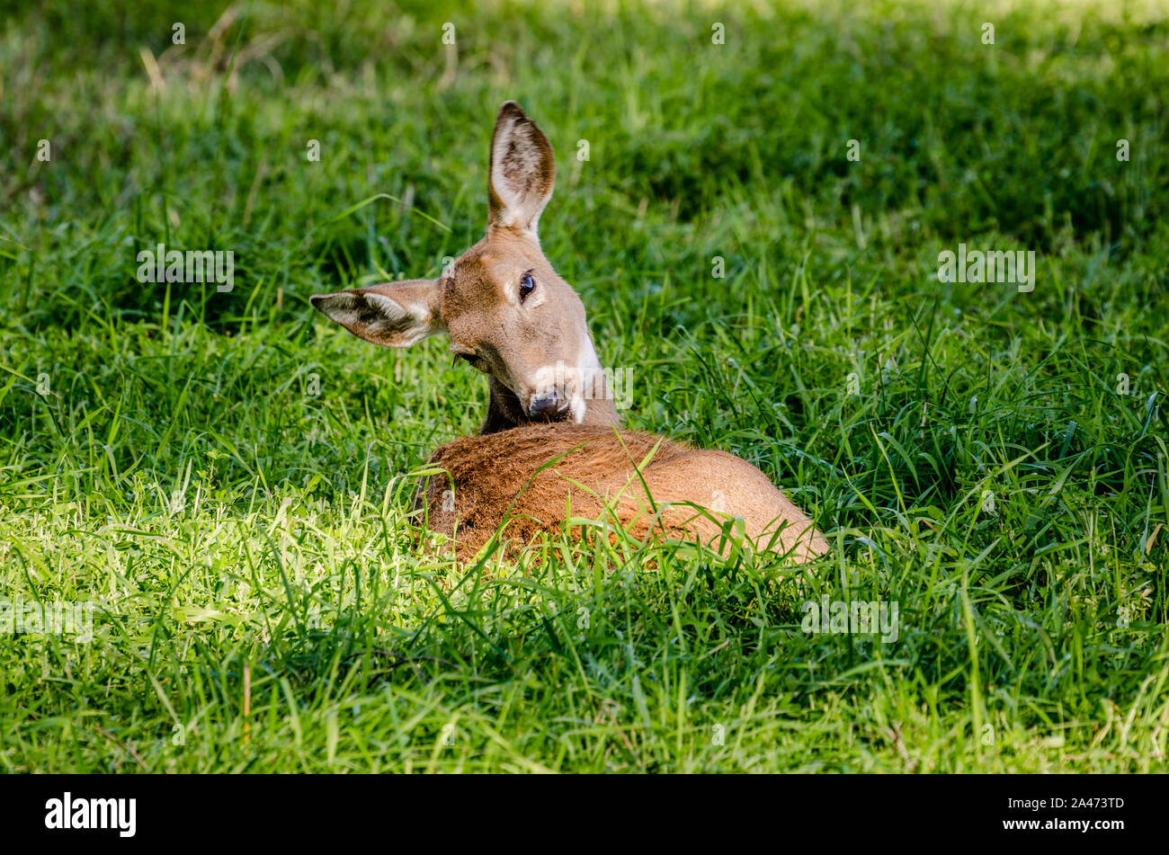Whitetail Doe In The Colville National Forest. Stock Photo
