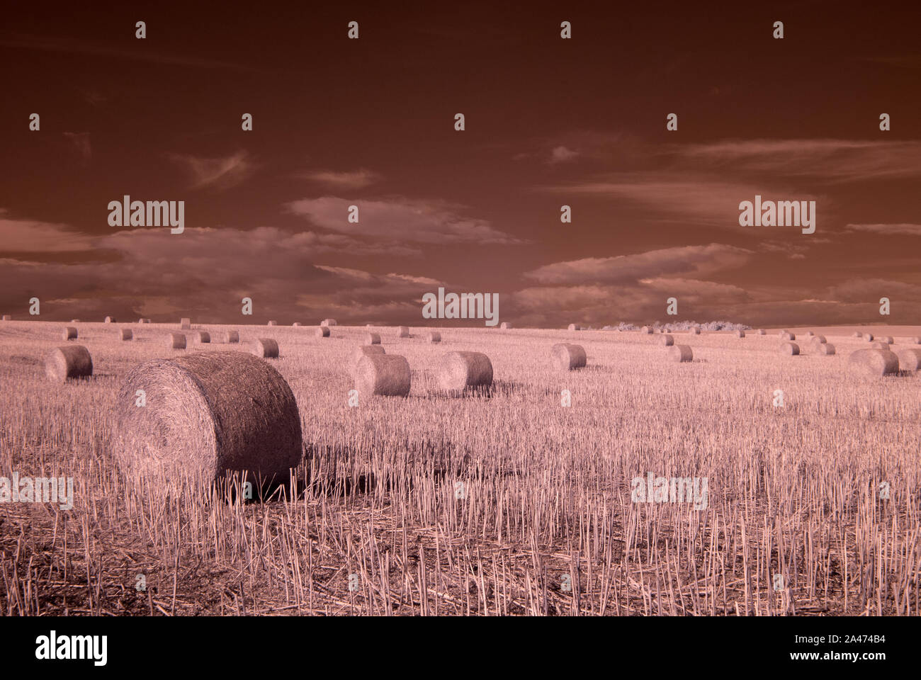 Infrared image (720nm) of Hay Rolls in a field Northe Yorkshire, United Kingdom UK Stock Photo