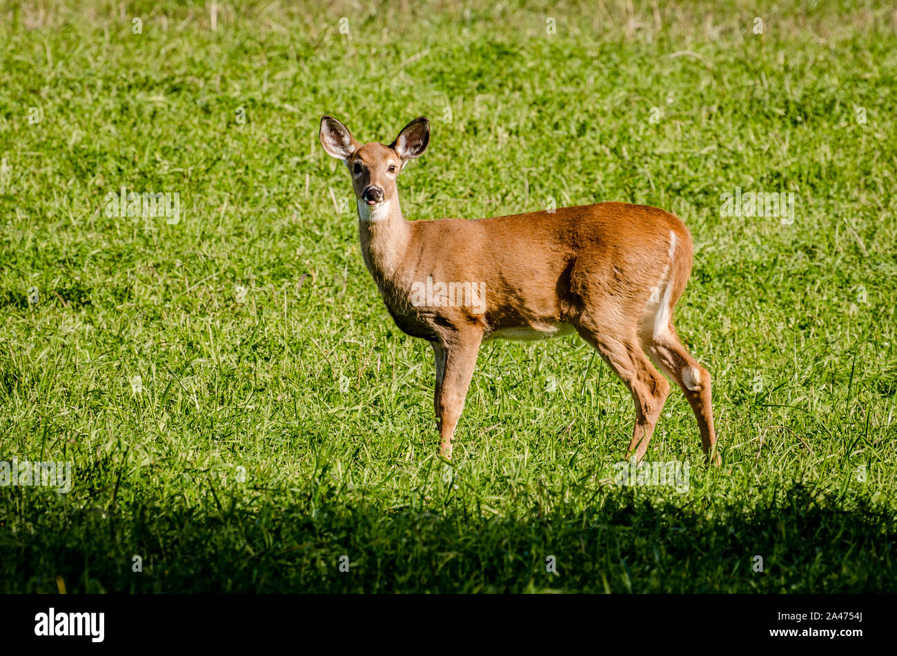 Whitetail Doe In The Colville National Forest Stock Photo