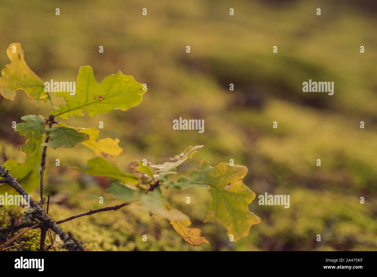 Yellow green Oak leaves in autumn in forest, closeup, shallow depth of field. Evening sun lit. Stock Photo