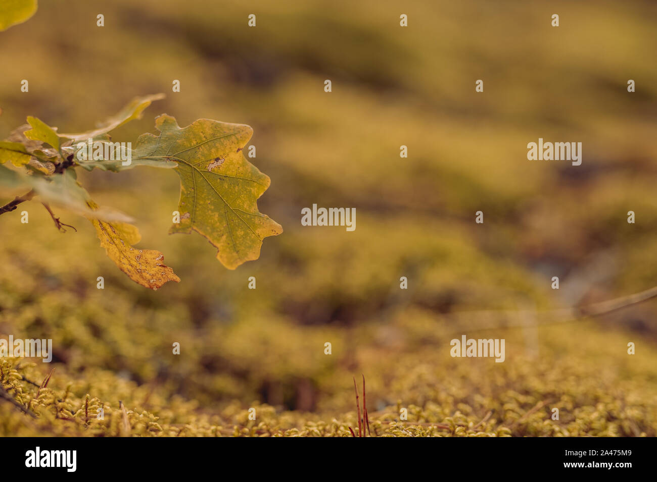 Yellow and greem Oak leaves in autumn in forest, closeup, shallow depth of field. Evening sun lit. Stock Photo