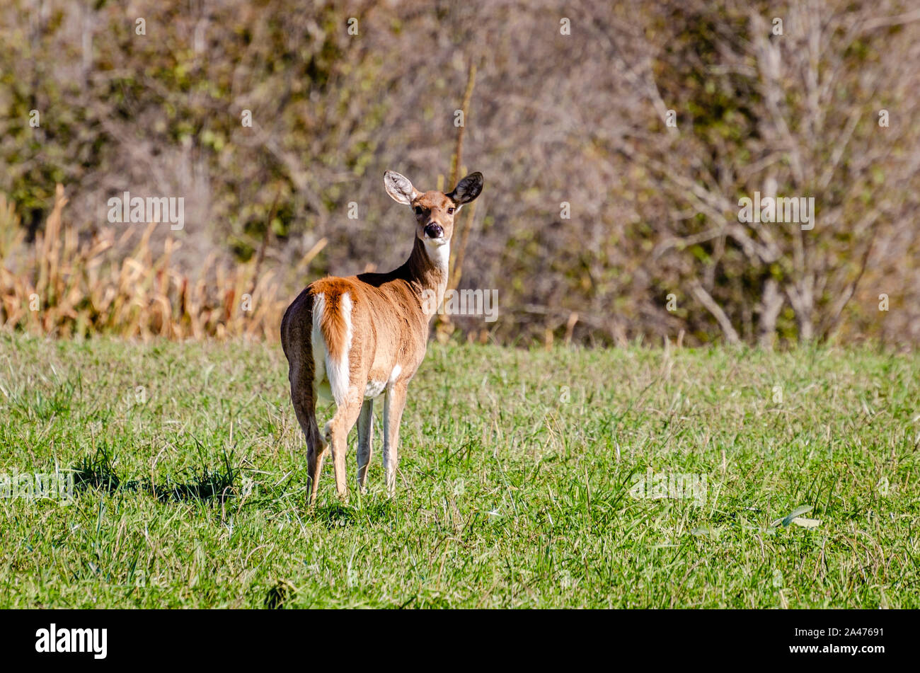 Whitetail Deer In A Hay Field Stock Photo Alamy