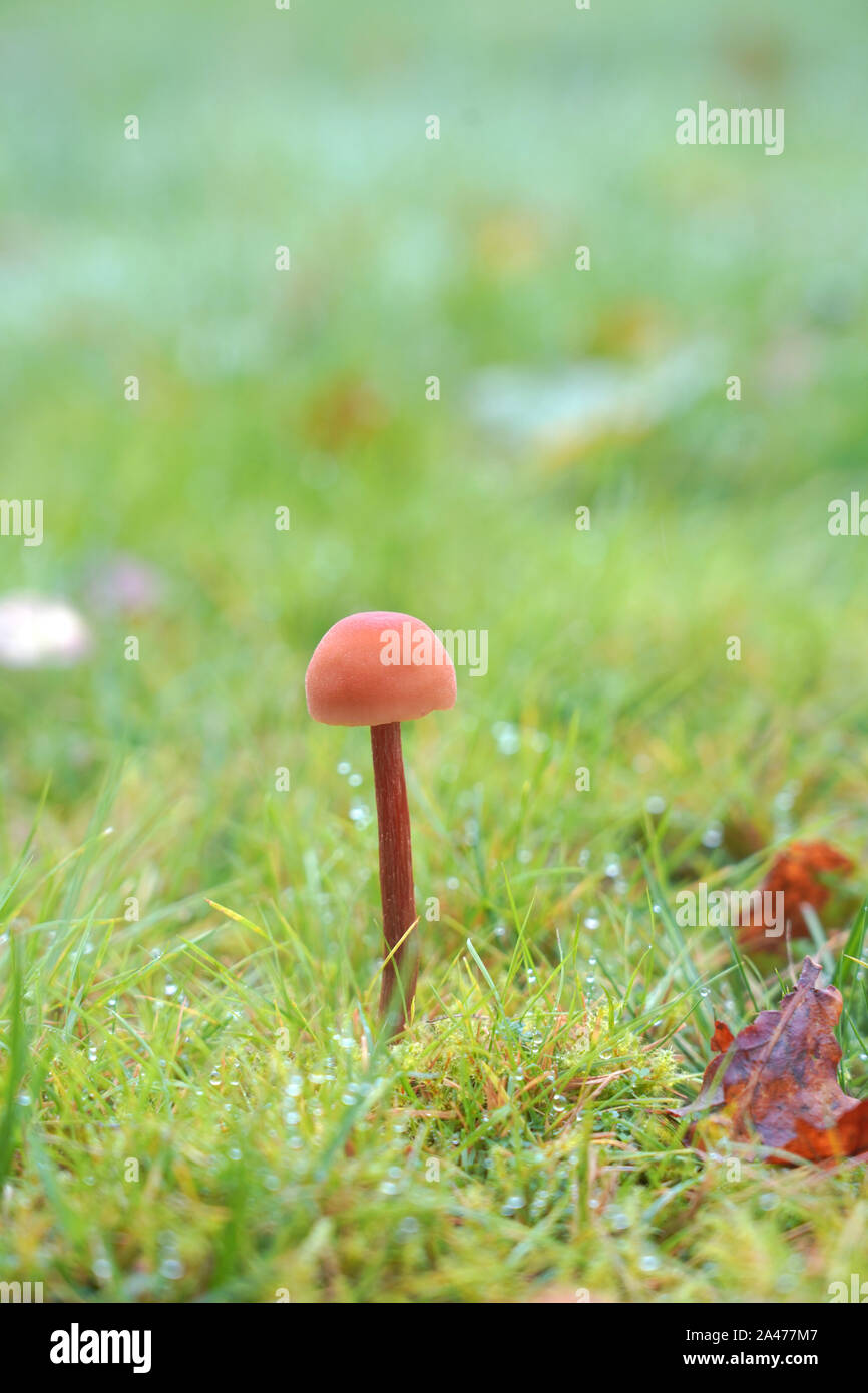 Small brown field fungi, UK Stock Photo