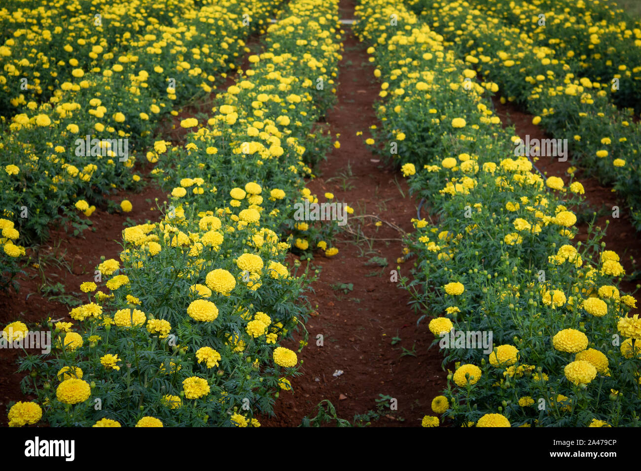 Marigold garden bangalore hires stock photography and images Alamy