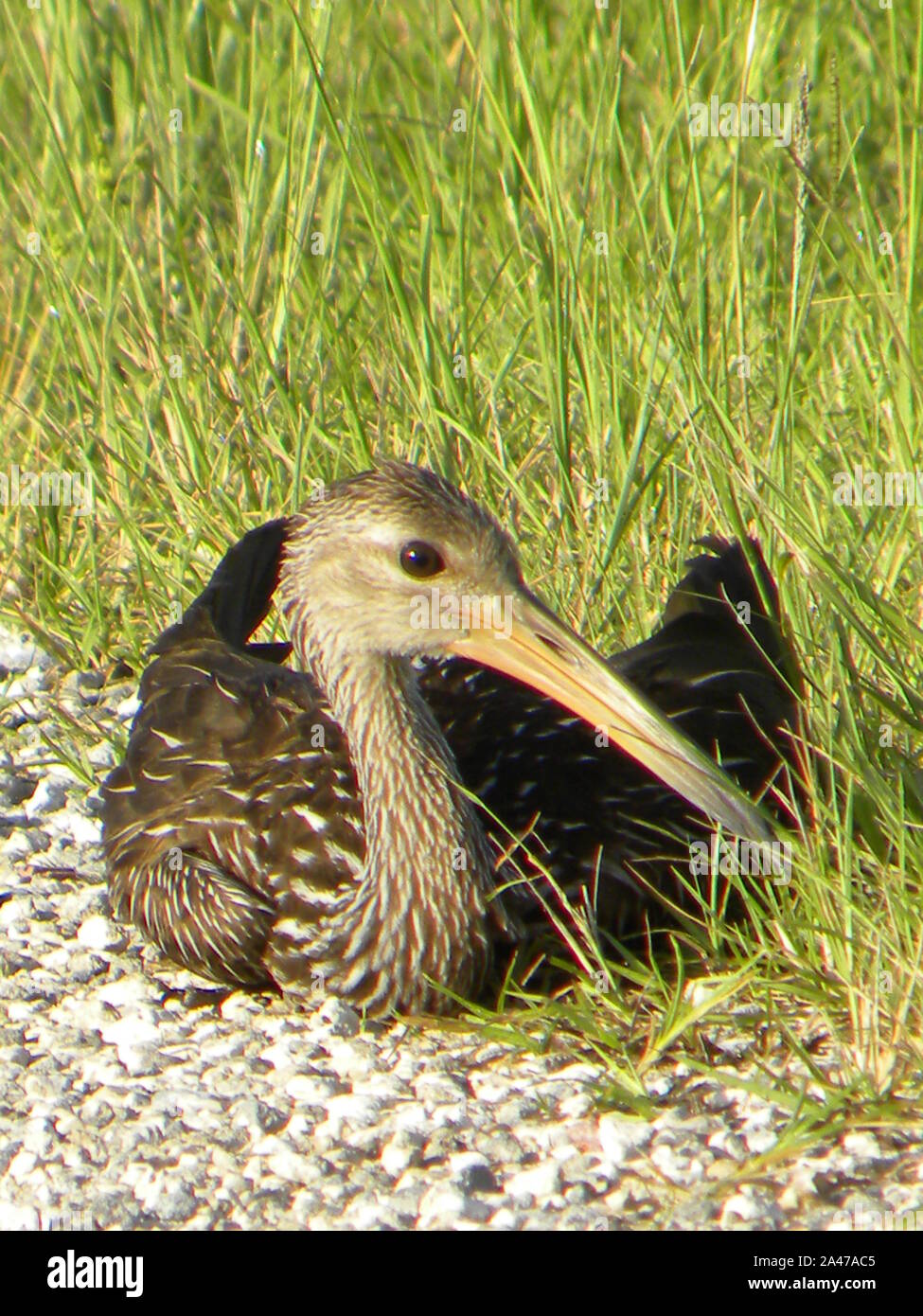 I created this wildlife photo of a carrao which is commonly known as a