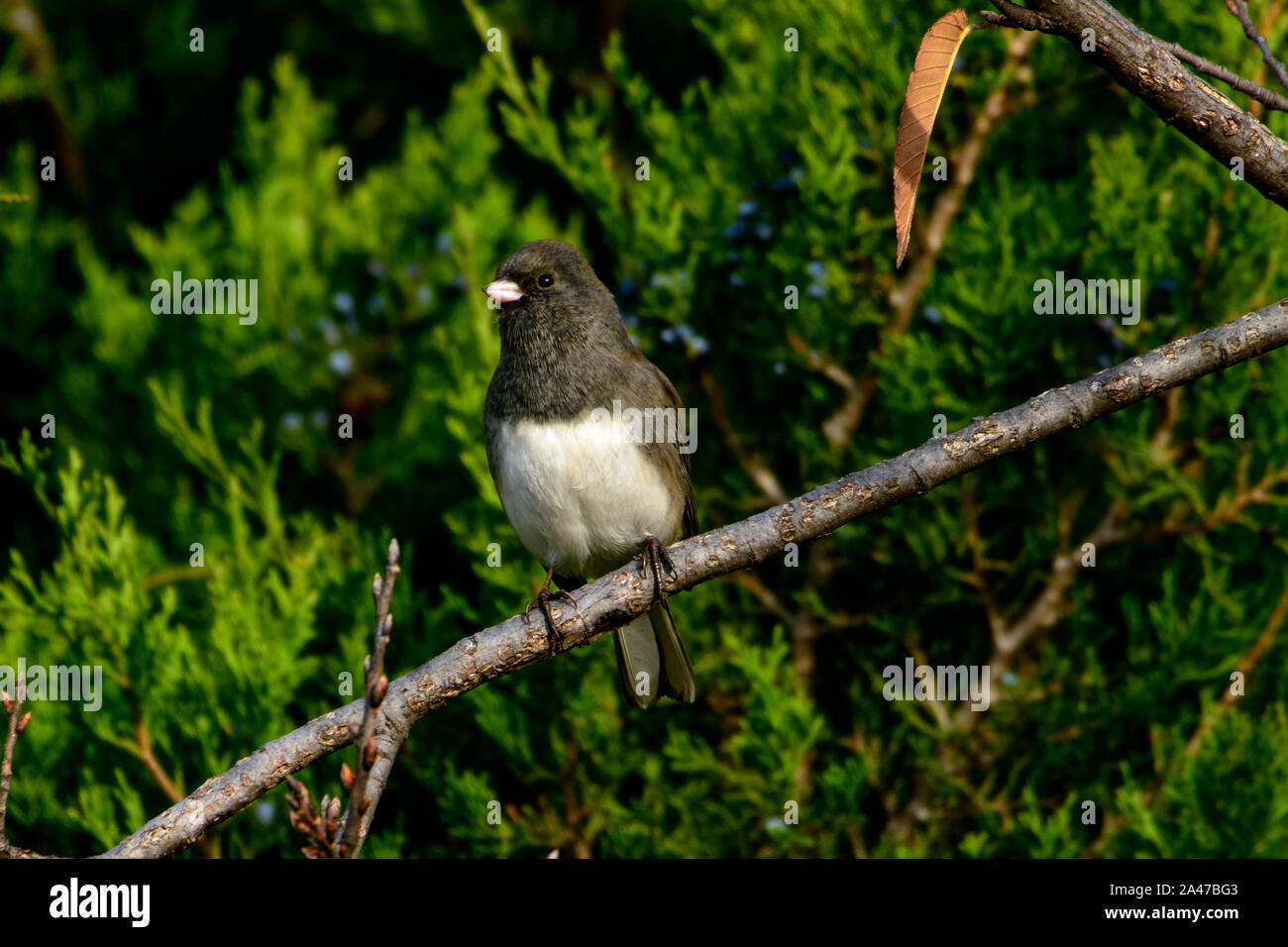 Dark-eyed Junco - Junco hyemalis - perched on branch with evergreen background Stock Photo