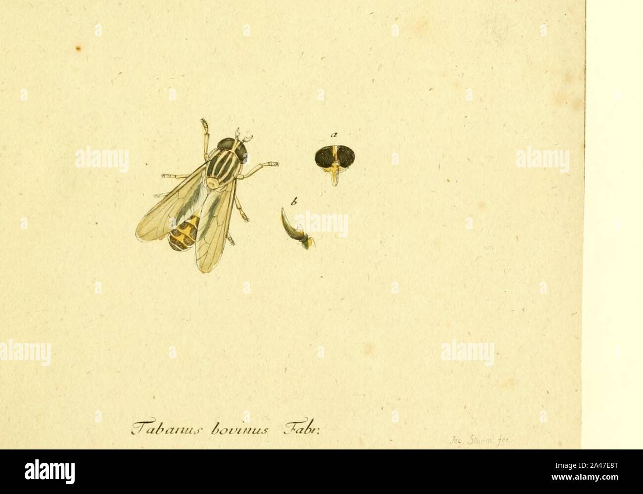 Fauna Germanica, Diptera 1793, vol.1, p46, Tabanus bovinus Fabr.. Stock Photo