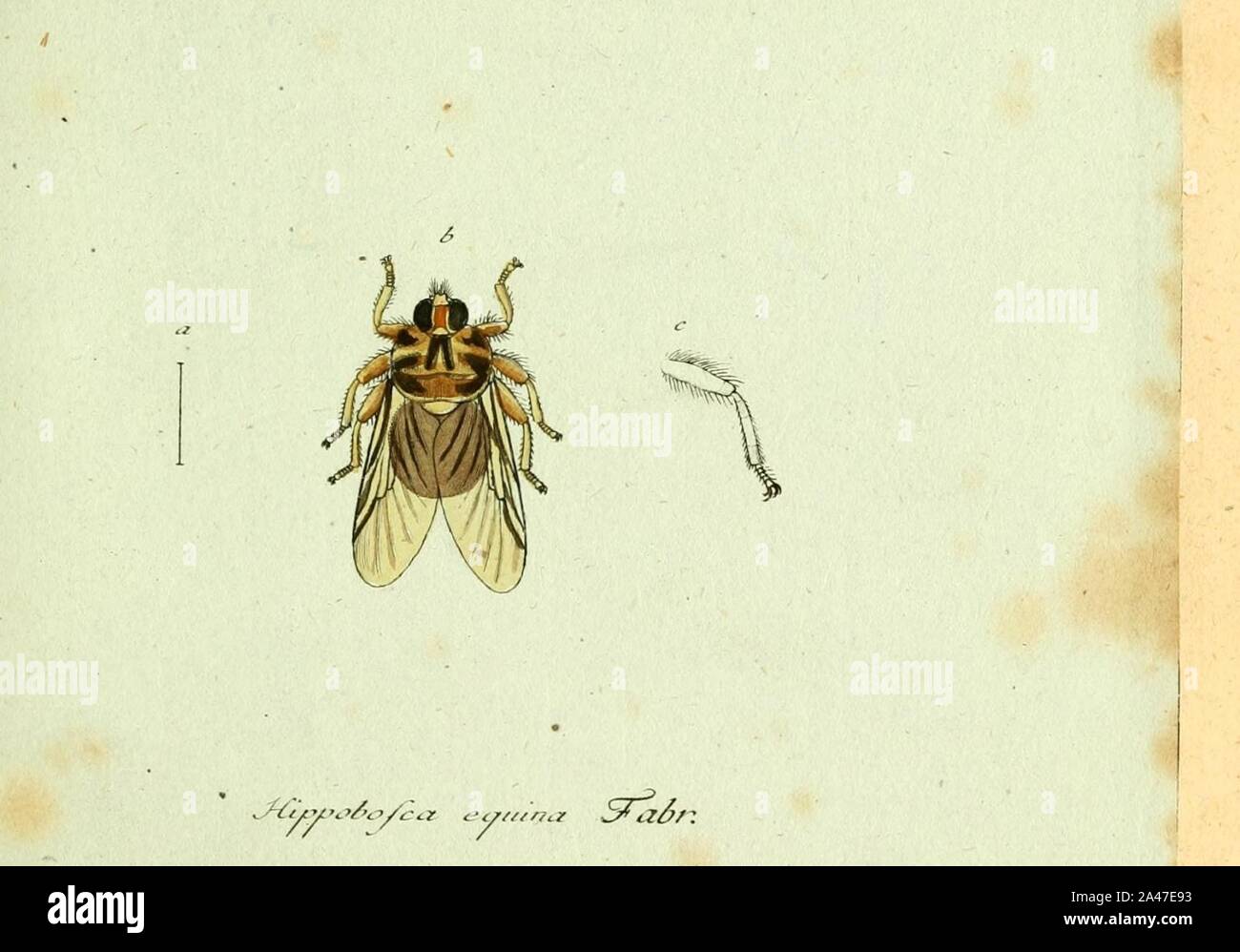 Fauna Germanica, Diptera 1793, vol.1, p66, Hippobosca equina Fabr.. Stock Photo