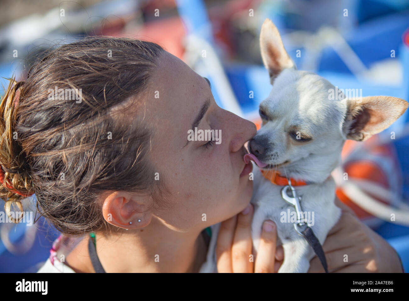 Chihuahuas Hold KISS Night