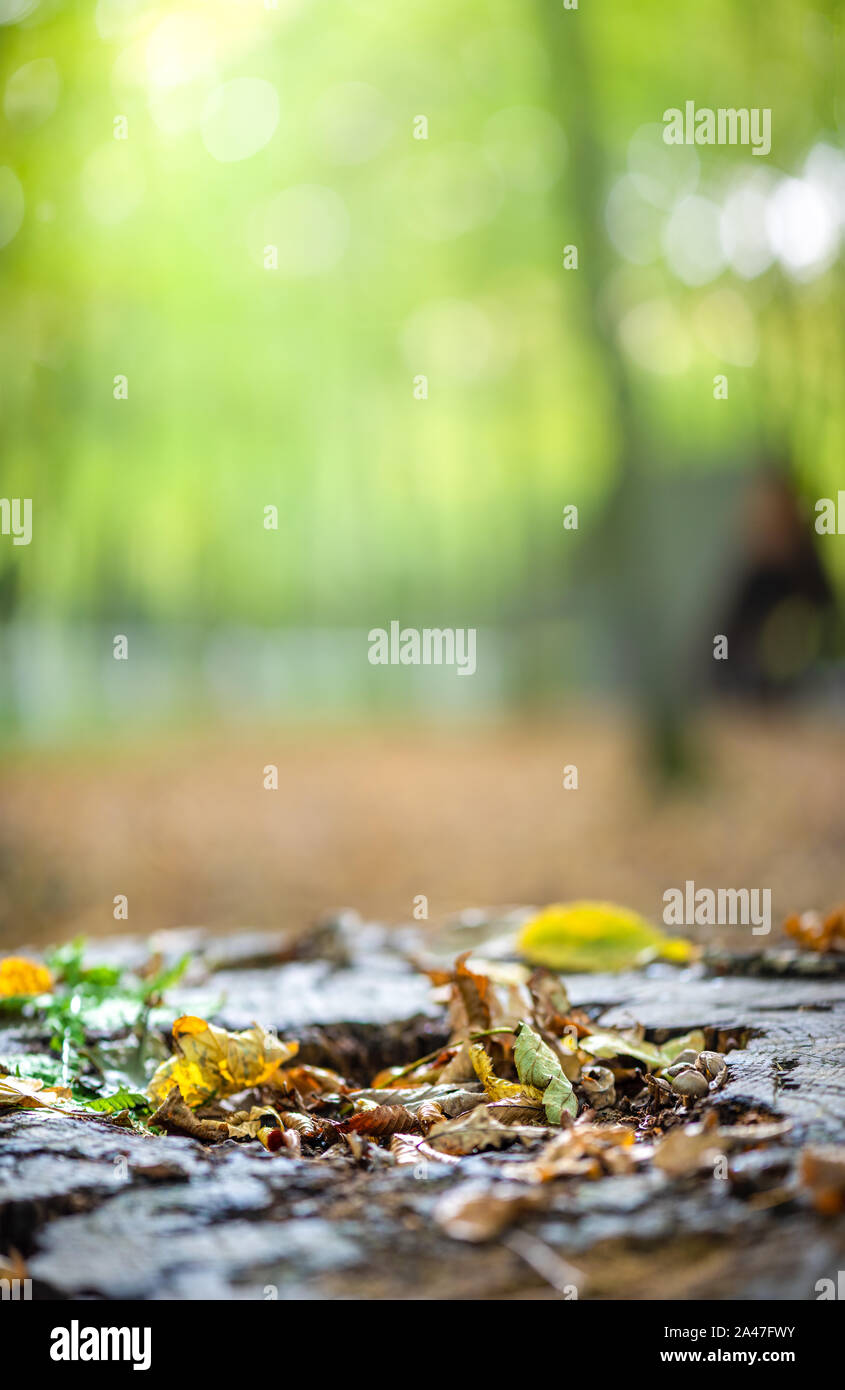 Fall in the forest. Fallen yellowed leaves lie on stump, light rays breaking through the thick of trees. Vertical natural background with copy space. Stock Photo