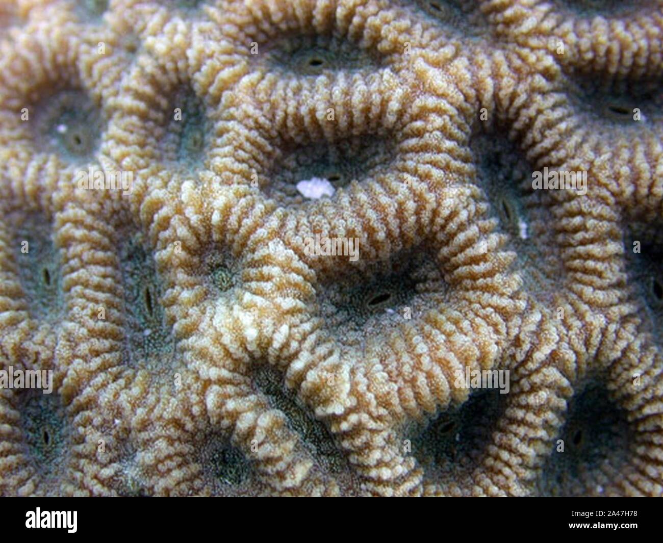 Favites halicora coralitos. Stock Photo