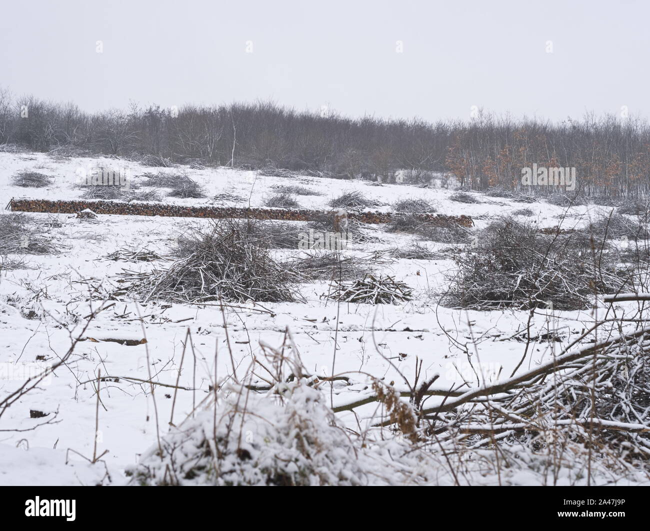 Pile cut branches stack logs hi-res stock photography and images - Alamy