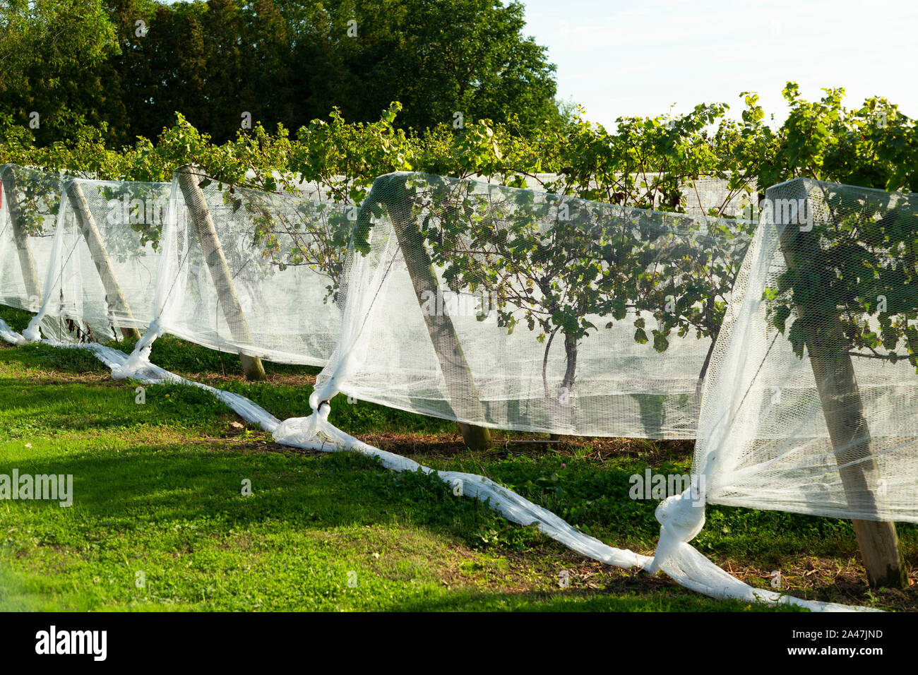 Grape vines are hung with netting in late summer to protect the grapes