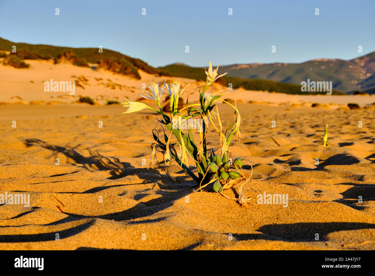 Sand daffodil hi-res stock photography and images - Alamy