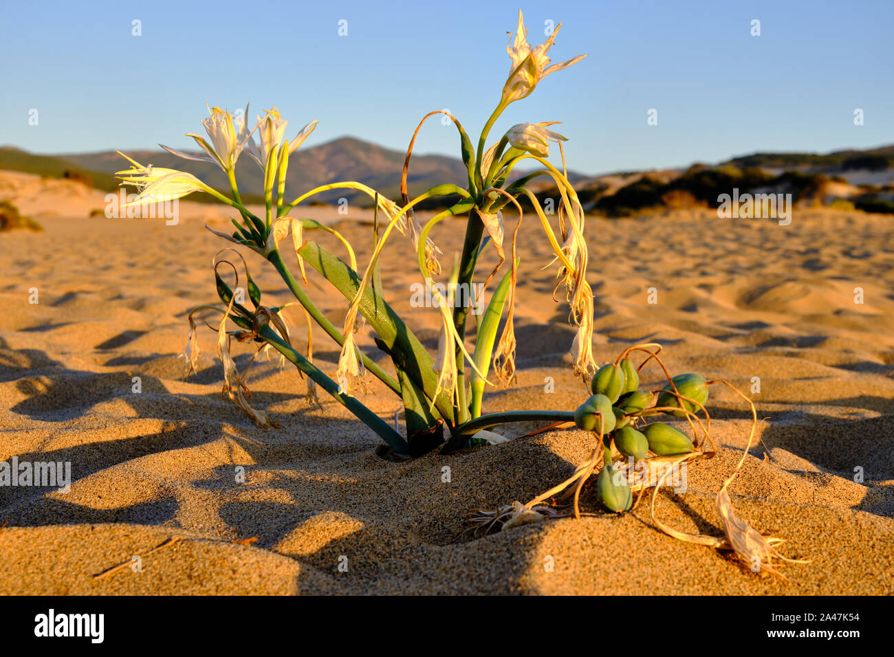 Pancratium Maritimum, sand lily growth in Dune di Piscinas, Sardinian desert, Arbus, Italy Stock Photo
