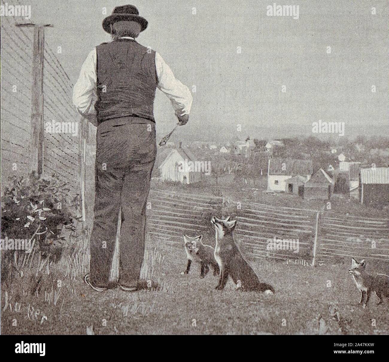 Feeding the silver foxes (c 1901). Stock Photo