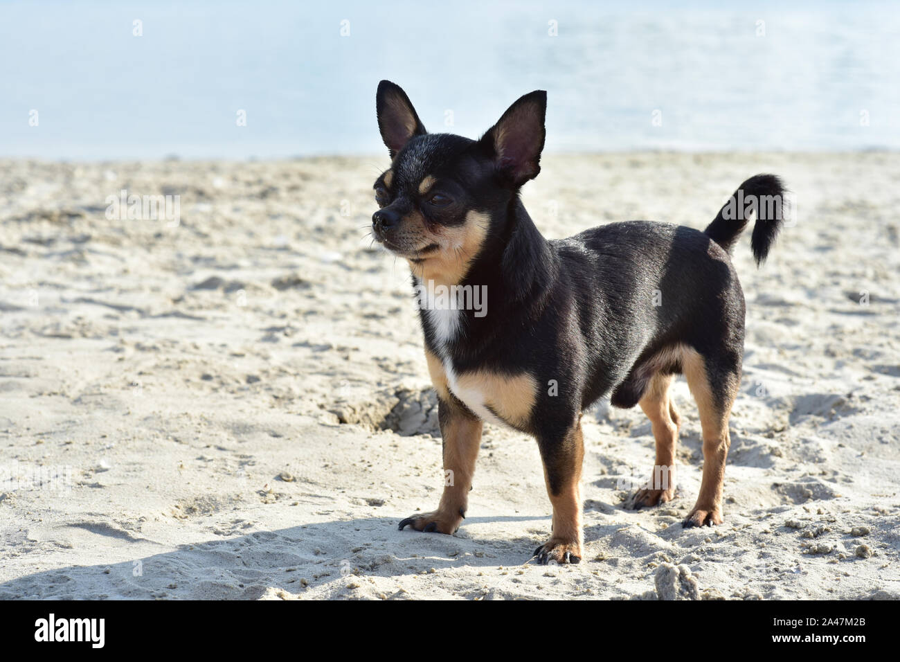 Chihuahua dog breed. portrait of a cute purebred puppy chihuahua