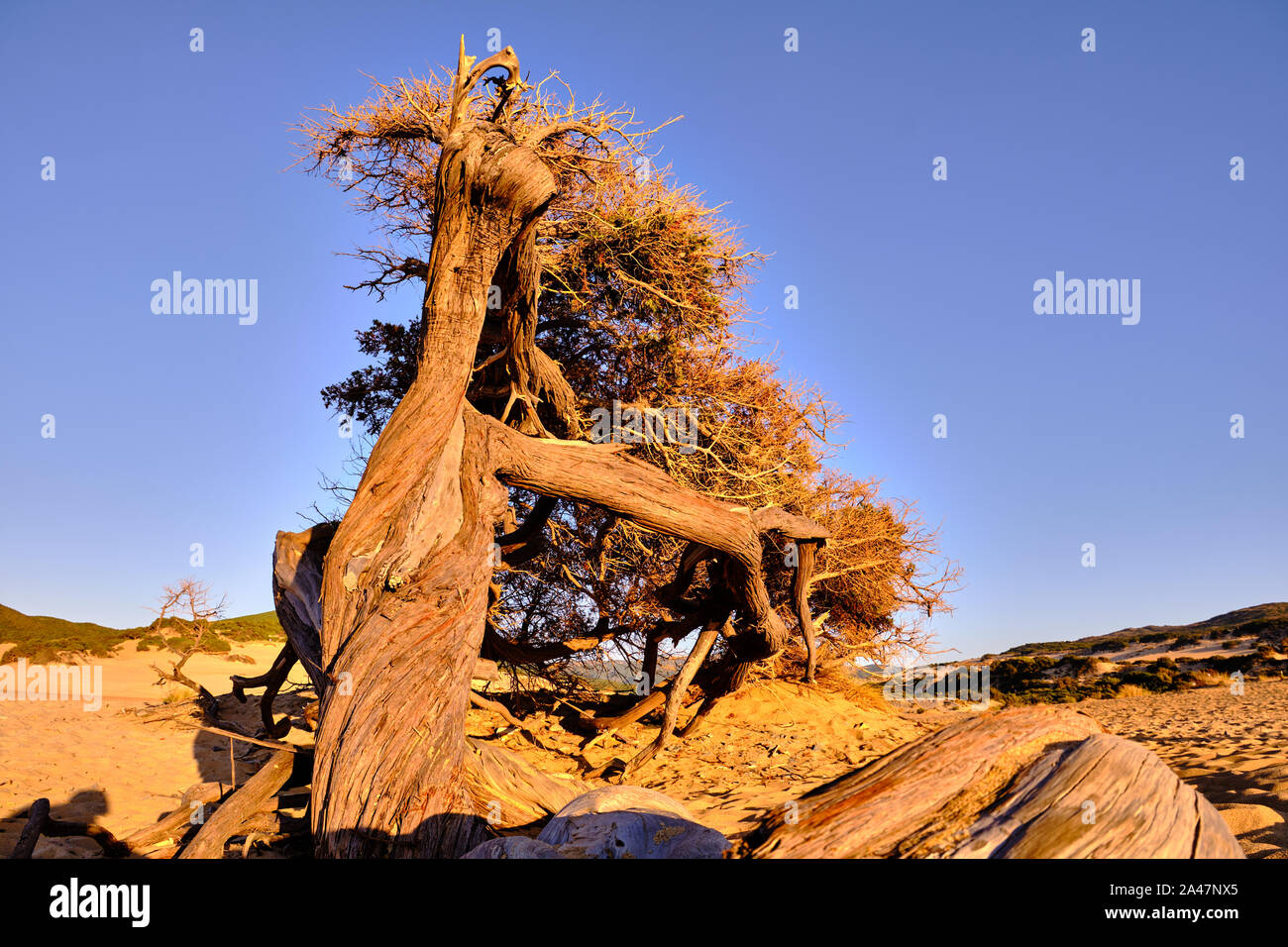 Juniperus molded by the wind in Dune di Piscinas, Sardinian Desert, Arbus, Italy Stock Photo