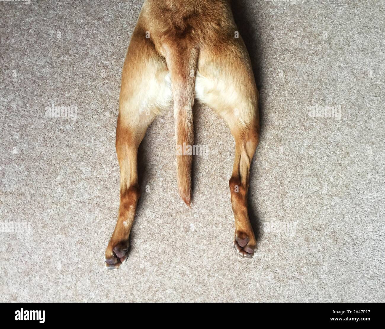 Looking down from above onto the hind legs of a pet dog stretching out whilst laying down and splooting with copy space Stock Photo