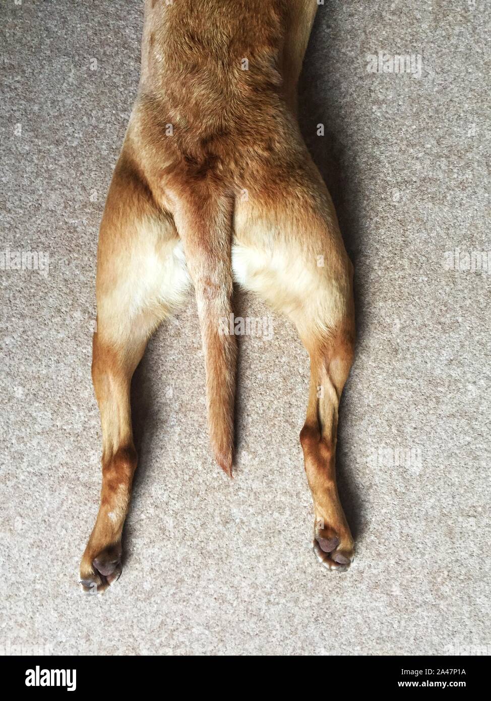 Looking down from above onto the hind legs of a pet dog stretching out whilst laying down and splooting with copy space Stock Photo