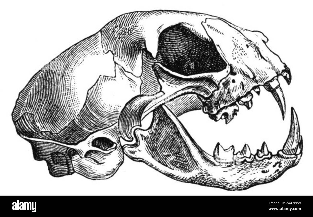Felis catus-skull-drawing. Stock Photo