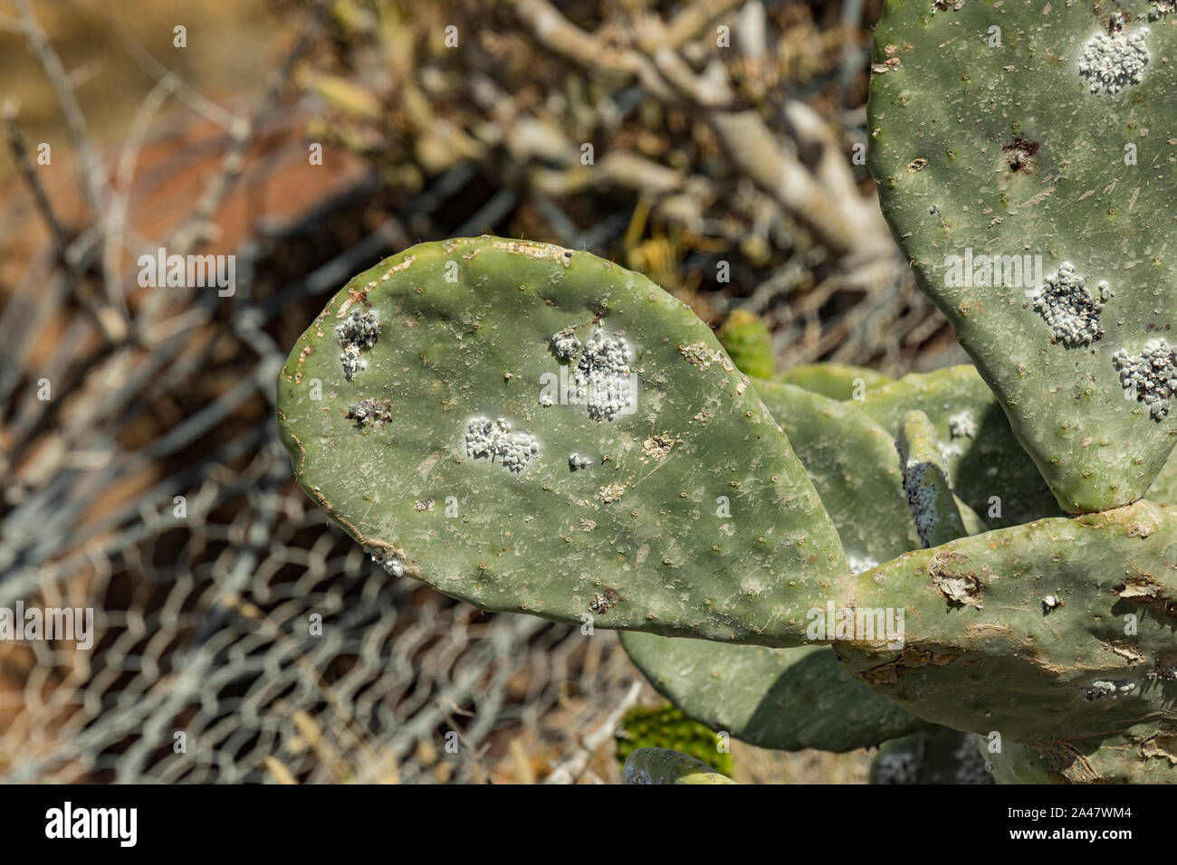 Close-up opuntia ficus-indica or prickly pear (also named Cactus Pear, Nopal, higuera, palera, tuna, chumbera) with cochineal insect - Dactylopius coc Stock Photo