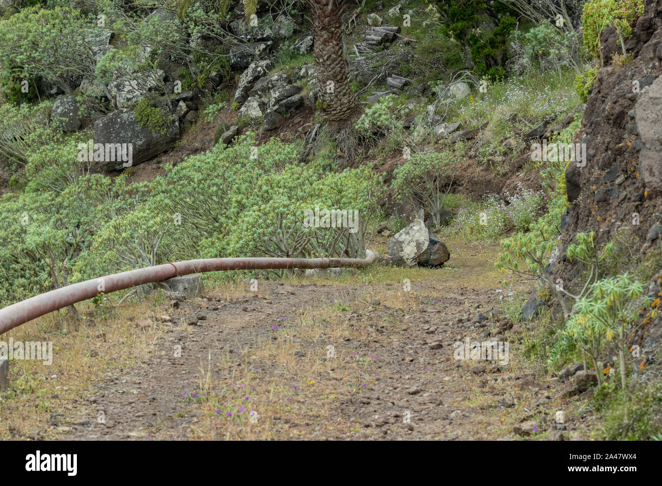 Northeast of La Gomera Island. Narrow winding serpentine of mountain dirt road. Old volcanic mountains covered by green grass, thickets of relic laure Stock Photo