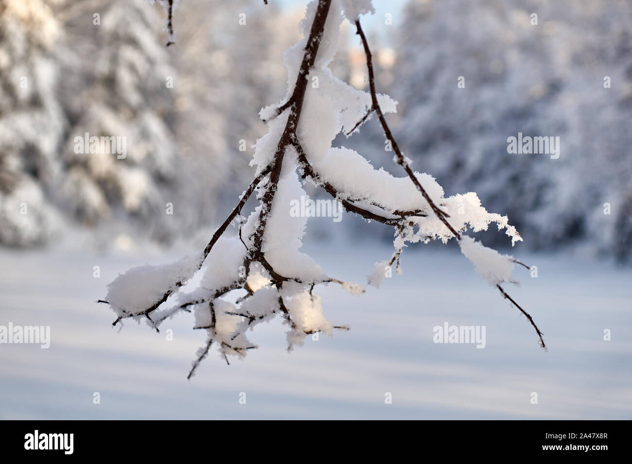 tree branch with adhering snow on a frosty winter day Stock Photo