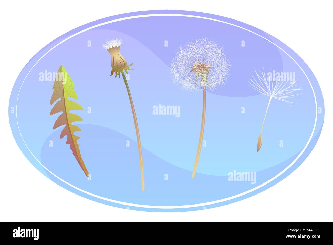 Set with dandelions stages in oval frame. Part of Blowball concept. Leaf, seed, open and closed dandelion. Botanical vintage wallpaper illustration on isolated white background. Stock Vector