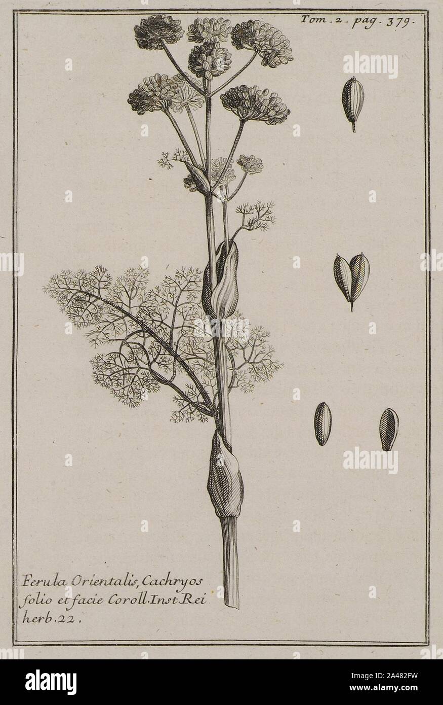 Ferula Orientalis, Cachryos folio et facie Coroll Inst Rei herb 22 - Tournefort Joseph Pitton De - 1717. Stock Photo