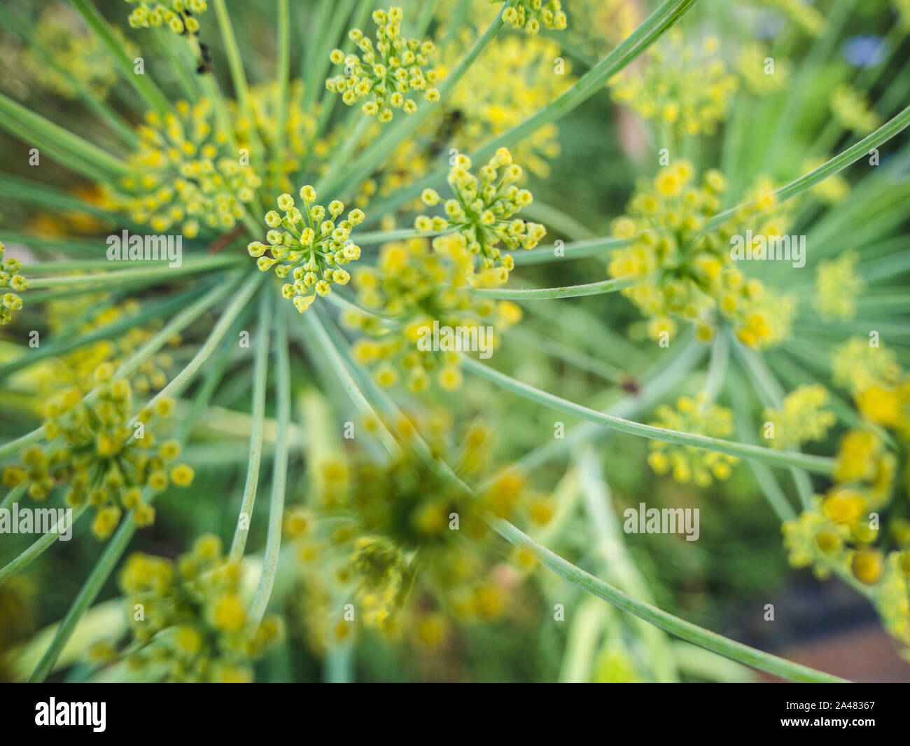 Wild fennel hires stock photography and images Alamy
