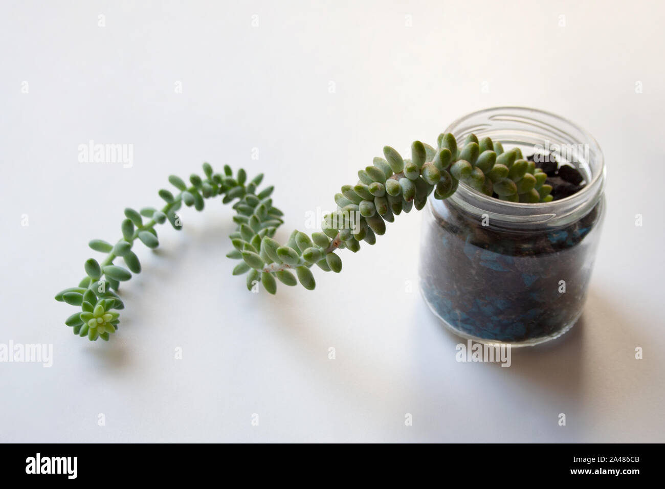 Sedum morganianum or burro's tail succulent plant in glass jar isolated on white background Stock Photo